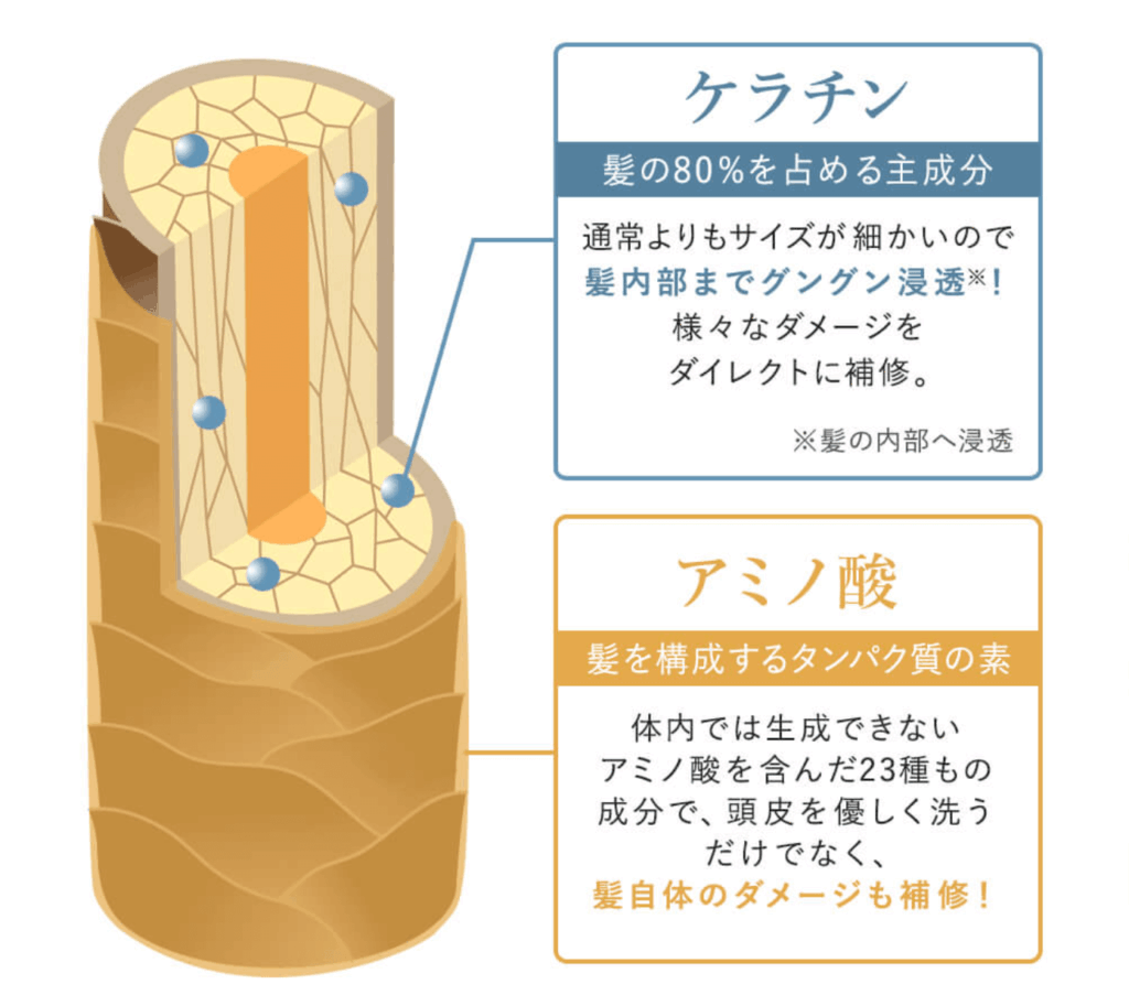 髪の毛の主成分とケラチンとアミノ酸の効果